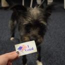 Some of those who visited the polls weren't even human!