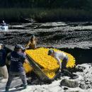 Volunteers dump the ducks into the water.