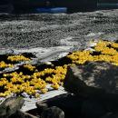 Thousands of ducks float down the river. 