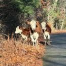 Cows that escaped from an unnamed farm in 2025. Source: Christine Lechan