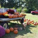 Pumpkins at Dartmouth Orchards. Photo by Kat Sheridan