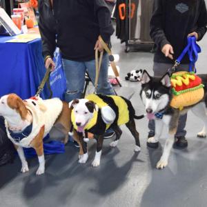 Passion, Panda and Atlas pose for a photo. Photos by Kat Sheridan