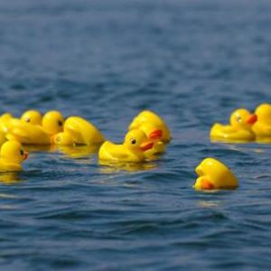 Rubber duckies race for the prize. Source: Aaron Gouveia