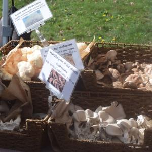 Some mushrooms for sale. 