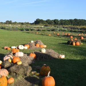 Pumpkins in a pumpkin field. Photo by Kat Sheridan