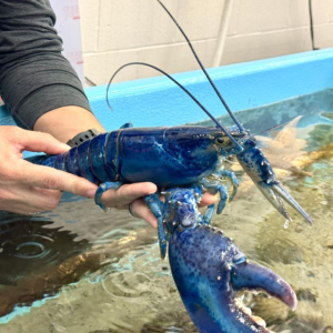 blue lobster