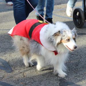 File photo of a dog dressed up for Christmas.