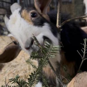 A goat at Don't Forget Us, Pet Us snacks on a Christmas tree. Source: Deb Devlin