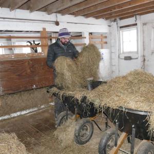 A Round the Bend farm worker gets hay while a goat sneakily watches. Source: Desa Van Laarhoven