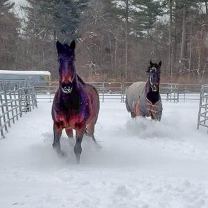 Some horses run around Don't Forget Us, Pet Us. Source: Deb Devlin