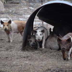 Some pigs come to investigate the camera.