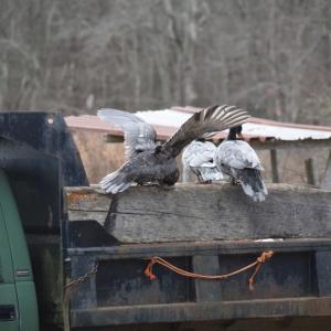 Exploring a farm truck.