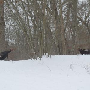Some turkeys run through the snow after their friends.
