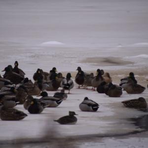 Some ducks rest on top of the water.
