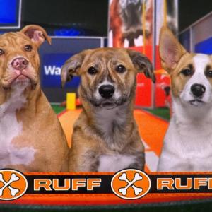 The third quarter Team Ruff players. Source: Animal Planet