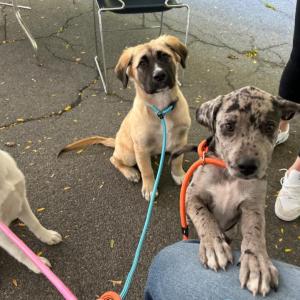 Lisa with her brothers, Duke and Travis. Source: Lisa Tavares