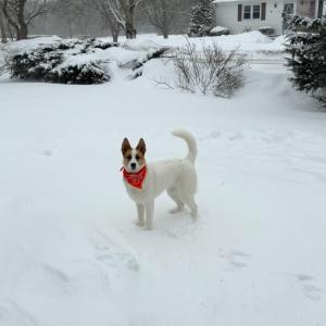 Piper enjoys her zoomies in the snow. Source: Lisa Tavares