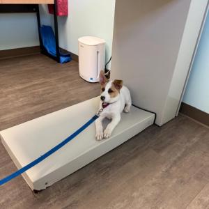 Piper at Anchor Animal Hospital. Source: Lisa Tavares 