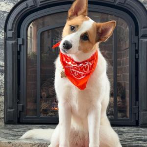 Piper, the Massachusetts Puppy Bowl celebrity. Source: Lisa Tavares