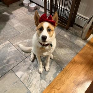 Piper dressed up for Christmas. Source: Lisa Tavares