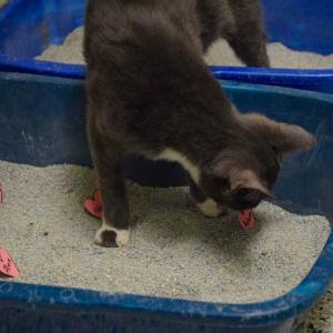 One of the bonded kittens investigates the hearts in her litter box. 
