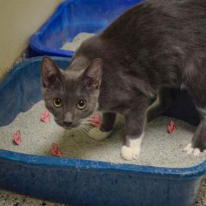One of the bonded kittens was more focused on getting pets. Photos by Kat Sheridan