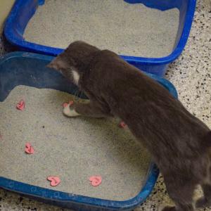 One of the bonded kittens investigates the hearts in her litter box. 