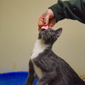 One of the bonded kittens gets a heart placed on her head. 