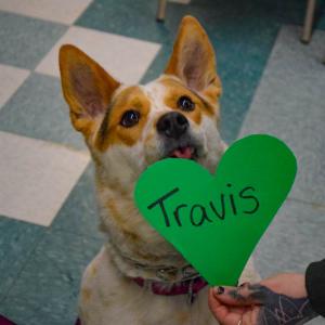 Sky begs for a treat while posing.