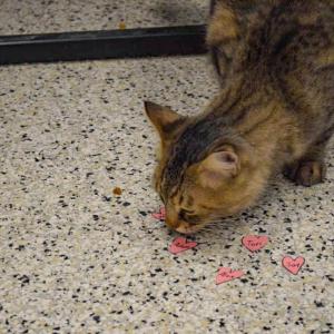 Fluffy investigates some hearts.