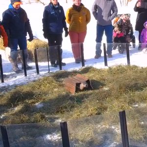 Mrs. G also predicted 6 more weeks of winter. Source: Mass Audubon Drumlin Farm