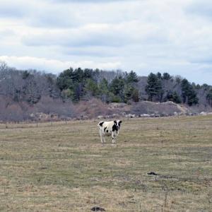 One of the rescue cows hanging out in a field.