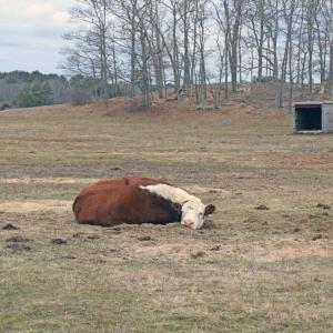 One of the rescue cows rests up.