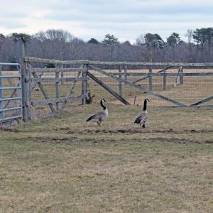 The rescue goose and her boyfriend visiting for the spring.