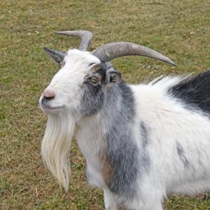 A goat poses for the camera.