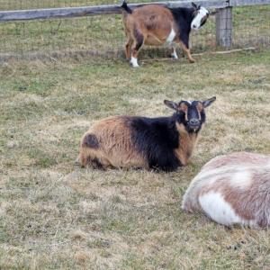 The goats enjoy resting in the field. 