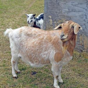 A goat poses for the camera while enjoying the nice weather.