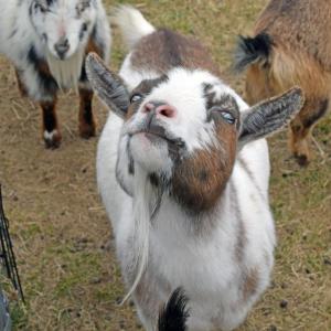 One of the silly goats posing.