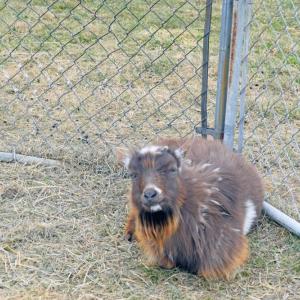 One of the males, who has to be separated for the spring, shedding his winter coat.