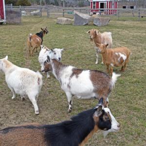 The goats at Forever Here Farm Sanctuary.