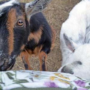 The goats enjoyed begging for pets.