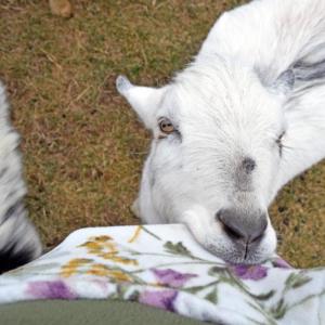 One of the goats enjoyed chewing on the phone in the reporter's pocket.