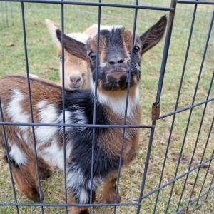 Baby goats look at the camera.