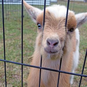 One of the baby goats investigates the camera.
