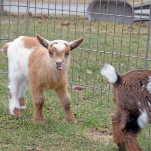 One of the baby goats go "bleh!"