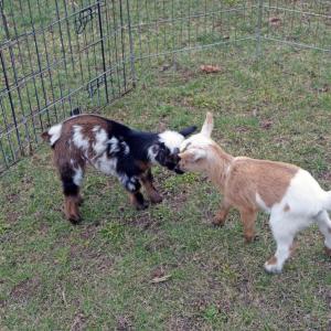 The baby goats give each other a soft head butt.