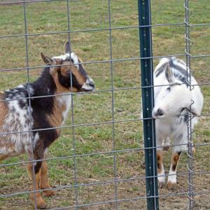 One of the goats sticks his head through the fence to investigate.