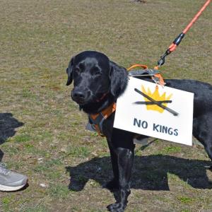 Even dogs were demanding no kings.