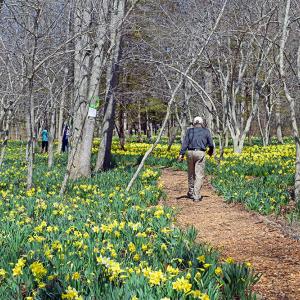 The field will be filled with people once the blooms are fully in bloom. 