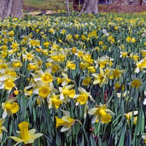 A section of fully bloomed daffodils. 